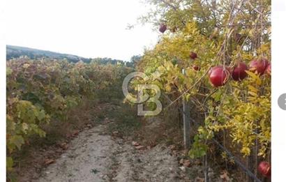 ALAŞEHİR SOĞANLI MAH. SİNDE 8701 M2 SATILIK BAĞ YERİ