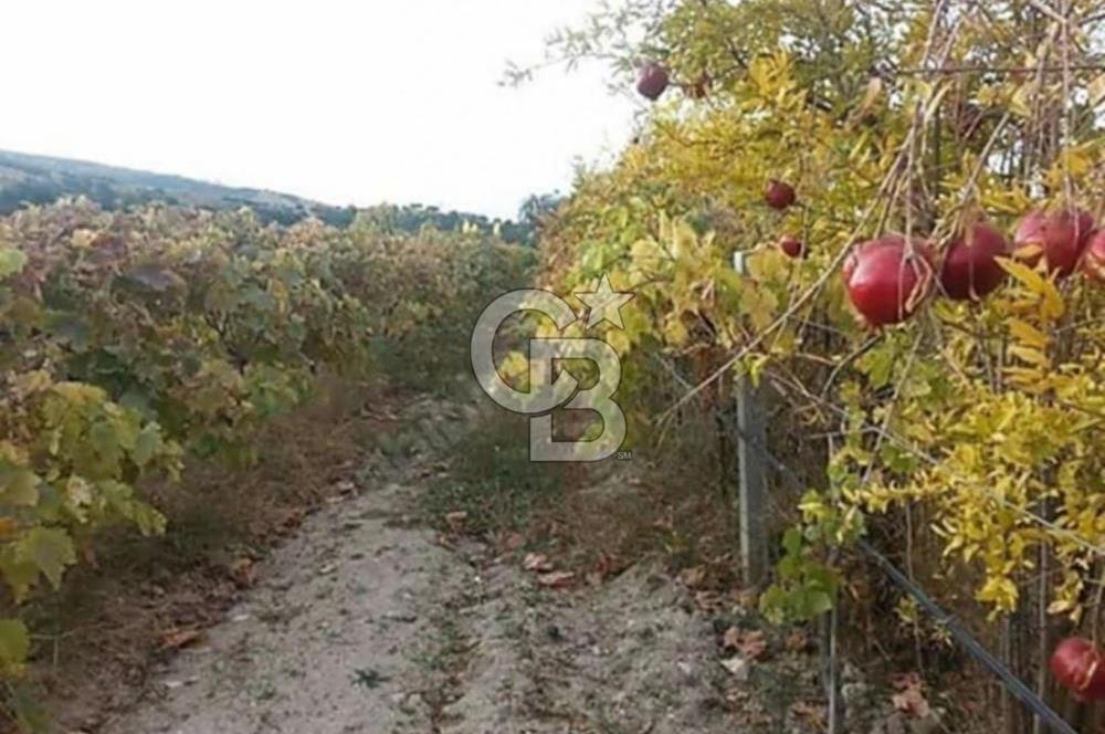 ALAŞEHİR SOĞANLI MAH. SİNDE 8701 M2 SATILIK BAĞ YERİ
