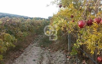 ALAŞEHİR SOĞANLI MAH. SİNDE 8701 M2 SATILIK BAĞ YERİ
