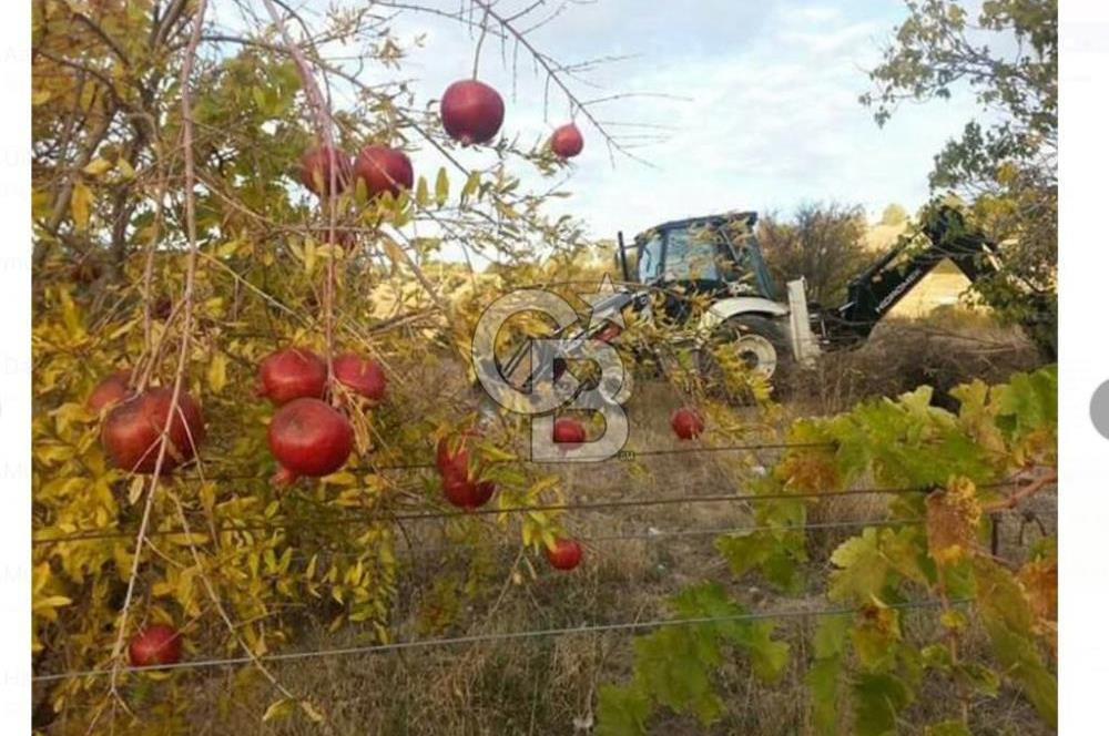 ALAŞEHİR SOĞANLI MAH. SİNDE 8701 M2 SATILIK BAĞ YERİ
