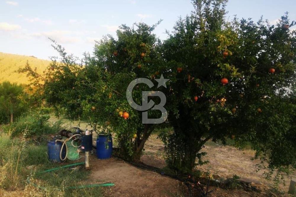 ALAŞEHİR SOĞANLI MAH. SİNDE 13003 M2 SATILIK ÜZÜM BAĞI