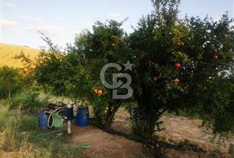 ALAŞEHİR SOĞANLI MAH. SİNDE 8701 M2 SATILIK BAĞ YERİ