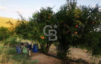ALAŞEHİR SOĞANLI MAH. SİNDE 8701 M2 SATILIK BAĞ YERİ