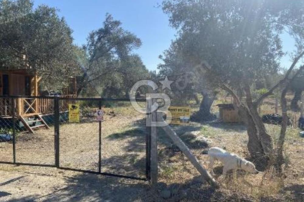 BALIKESİR / BURHANİYE / YUNUS MAHALLESİ’NDE SATILIK ZEYTİNLİK – 4.361 m²