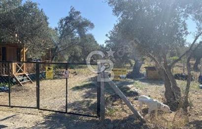 BALIKESİR / BURHANİYE / YUNUS MAHALLESİ’NDE SATILIK ZEYTİNLİK – 4.361 m²
