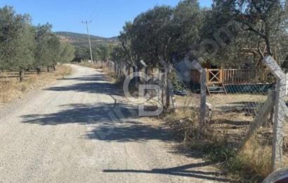 BALIKESİR / BURHANİYE / YUNUS MAHALLESİ’NDE SATILIK ZEYTİNLİK – 4.361 m²