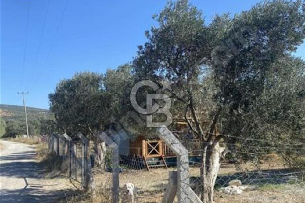 BALIKESİR / BURHANİYE / YUNUS MAHALLESİ’NDE SATILIK ZEYTİNLİK – 4.361 m²