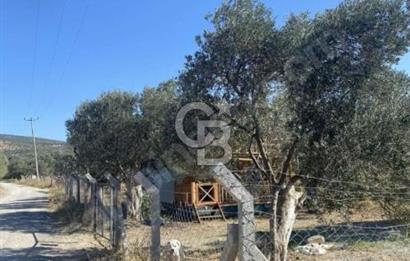 BALIKESİR / BURHANİYE / YUNUS MAHALLESİ’NDE SATILIK ZEYTİNLİK – 4.361 m²