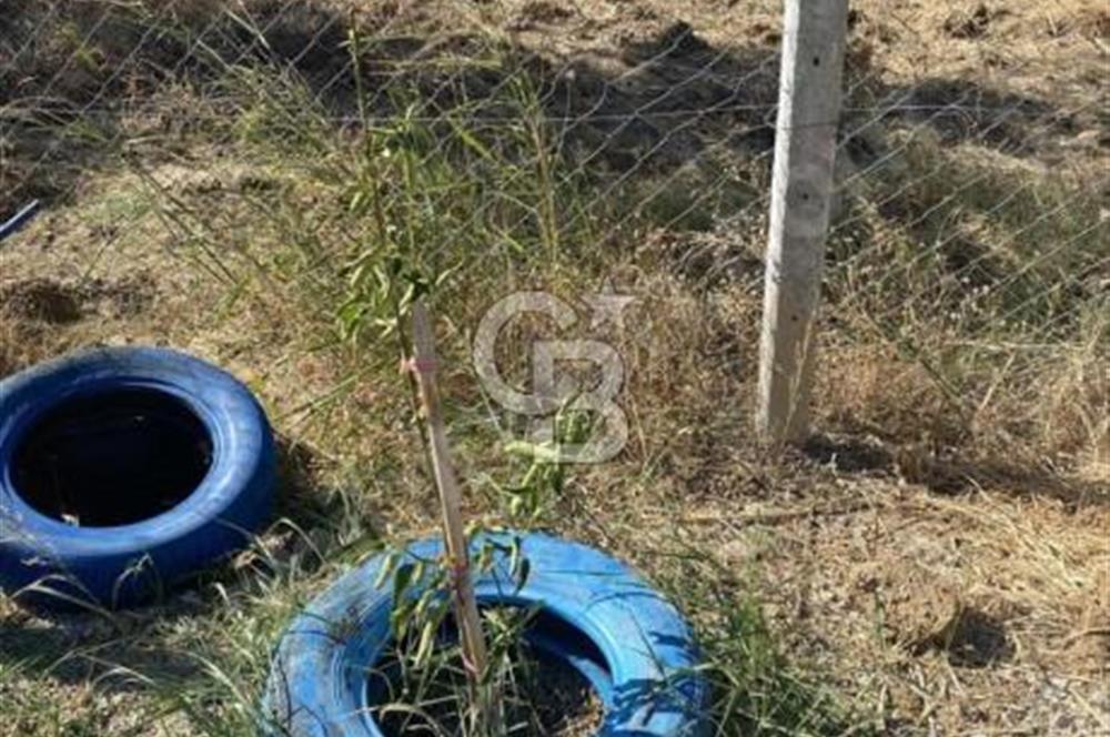 BALIKESİR / BURHANİYE / YUNUS MAHALLESİ’NDE SATILIK ZEYTİNLİK – 4.361 m²