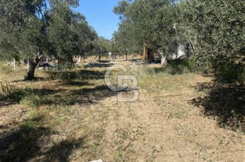BALIKESİR / BURHANİYE / YUNUS MAHALLESİ’NDE SATILIK ZEYTİNLİK – 4.361 m²