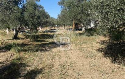 BALIKESİR / BURHANİYE / YUNUS MAHALLESİ’NDE SATILIK ZEYTİNLİK – 4.361 m²