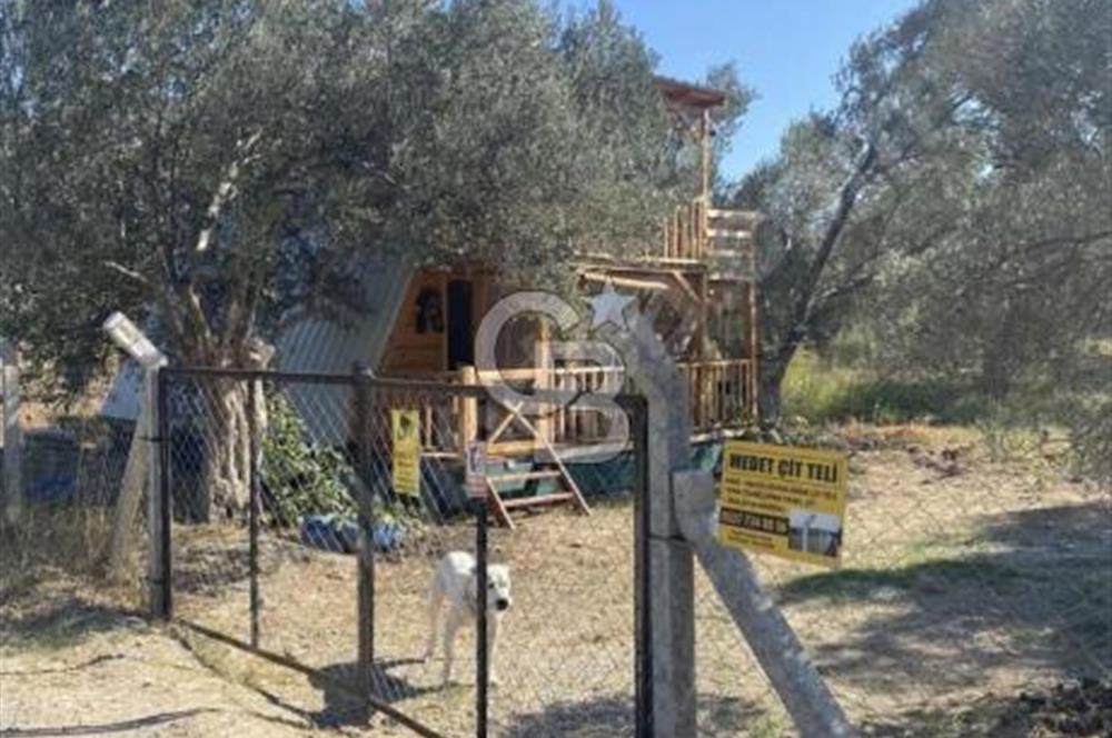BALIKESİR / BURHANİYE / YUNUS MAHALLESİ’NDE SATILIK ZEYTİNLİK – 4.361 m²