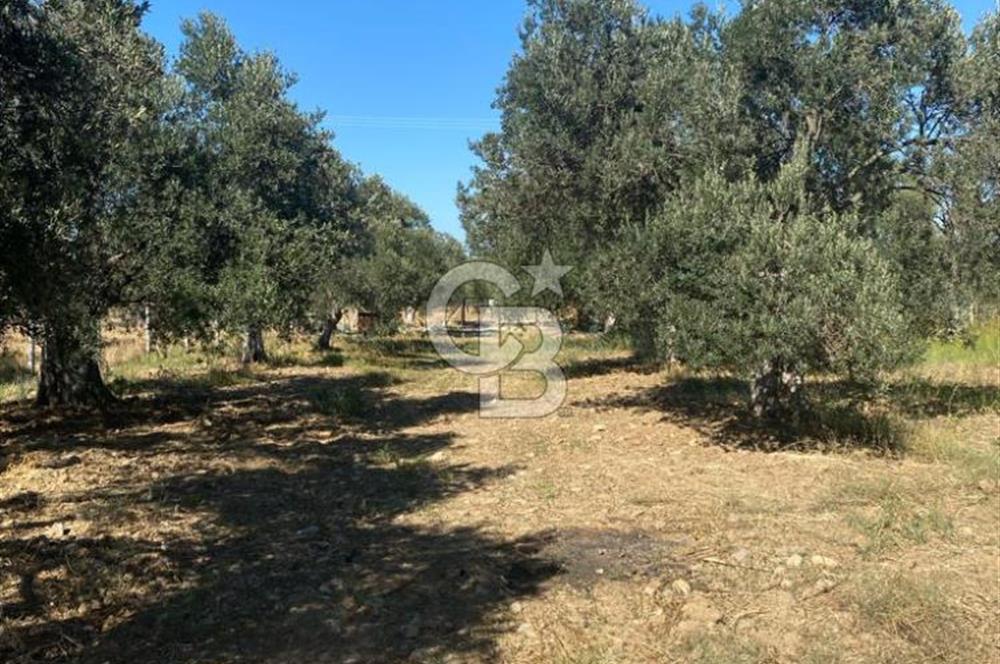 BALIKESİR / BURHANİYE / YUNUS MAHALLESİ’NDE SATILIK ZEYTİNLİK – 4.361 m²