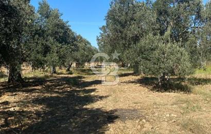 BALIKESİR / BURHANİYE / YUNUS MAHALLESİ’NDE SATILIK ZEYTİNLİK – 4.361 m²