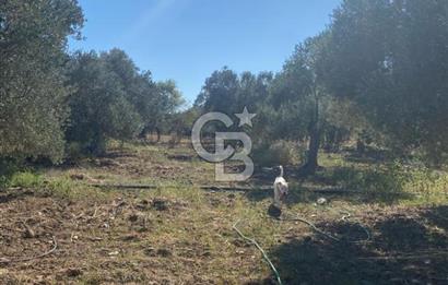BALIKESİR / BURHANİYE / YUNUS MAHALLESİ’NDE SATILIK ZEYTİNLİK – 4.361 m²