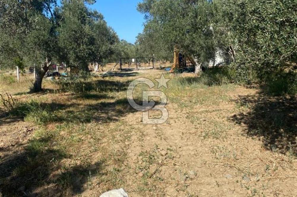 BALIKESİR / BURHANİYE / YUNUS MAHALLESİ’NDE SATILIK ZEYTİNLİK – 4.361 m²