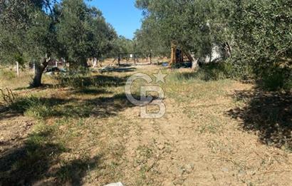 BALIKESİR / BURHANİYE / YUNUS MAHALLESİ’NDE SATILIK ZEYTİNLİK – 4.361 m²