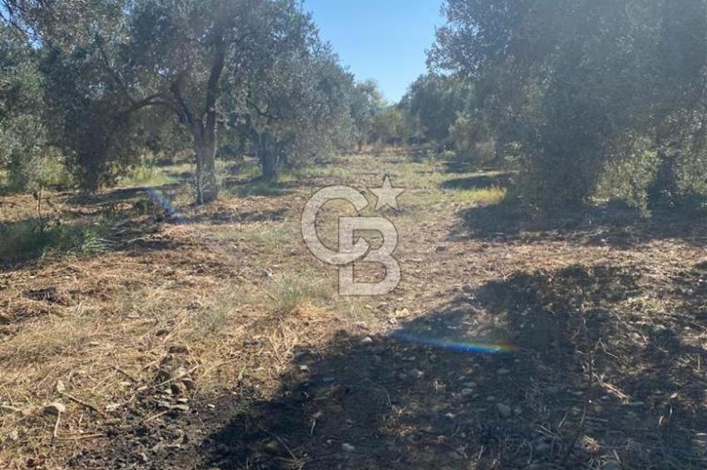 BALIKESİR / BURHANİYE / YUNUS MAHALLESİ’NDE SATILIK ZEYTİNLİK – 4.361 m²