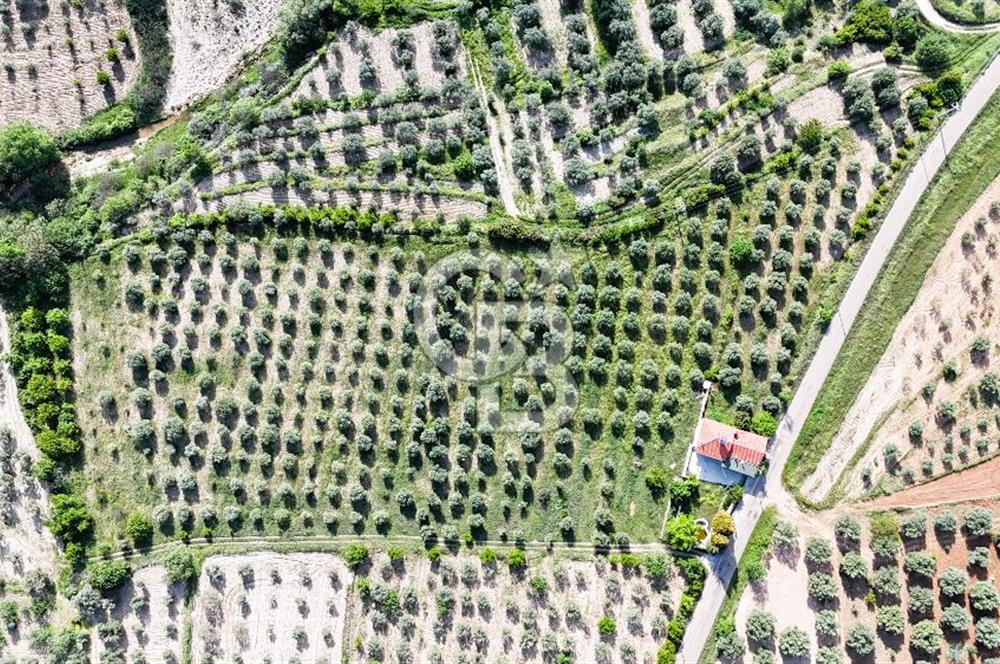 Aydın Karacasu Ataeymir'de 20 Dönüm Fırsat Satılık Bahçe