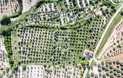 Aydın Karacasu Ataeymir'de 20 Dönüm Fırsat Satılık Bahçe