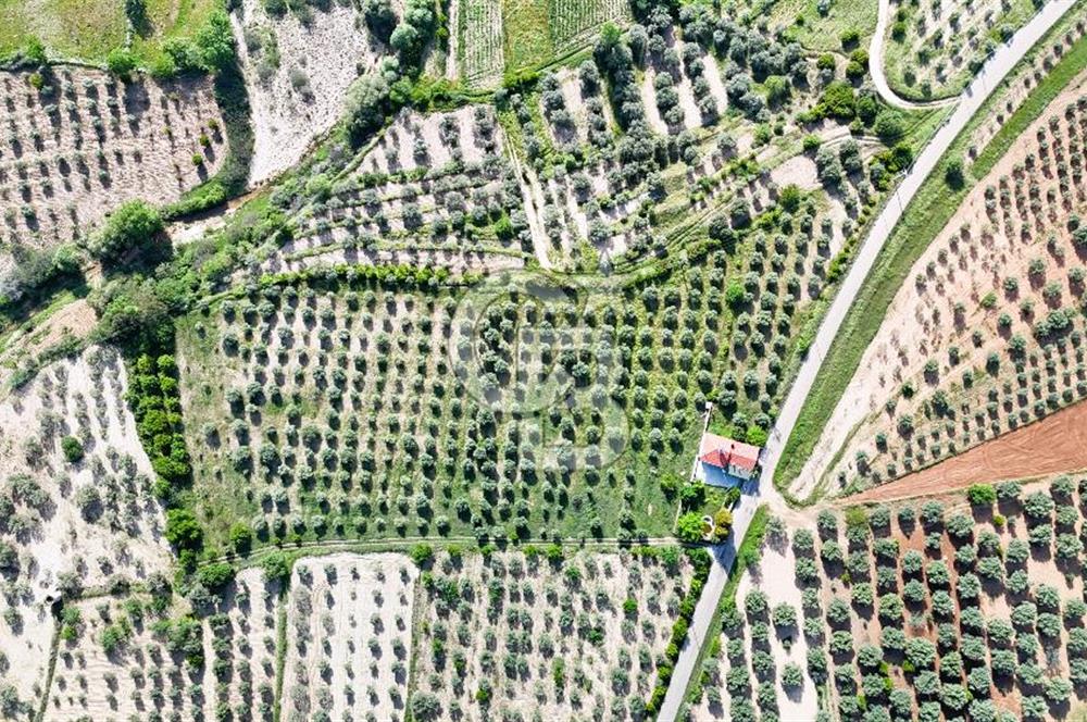 Aydın Karacasu Ataeymir'de 20 Dönüm Fırsat Satılık Bahçe