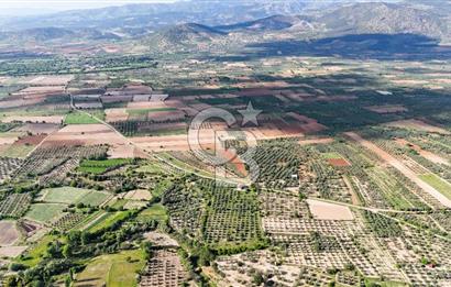 Aydın Karacasu Ataeymir'de 20 Dönüm Fırsat Satılık Bahçe