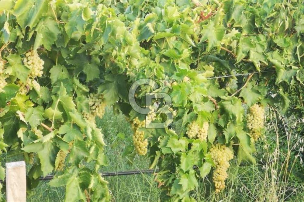 ALAŞEHİR SOĞANLI MAH. SİNDE 8701 M2 SATILIK BAĞ YERİ