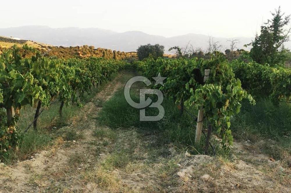 ALAŞEHİR SOĞANLI MAH. SİNDE 8701 M2 SATILIK BAĞ YERİ