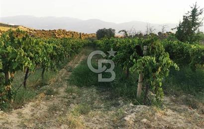 ALAŞEHİR SOĞANLI MAH. SİNDE 8701 M2 SATILIK BAĞ YERİ