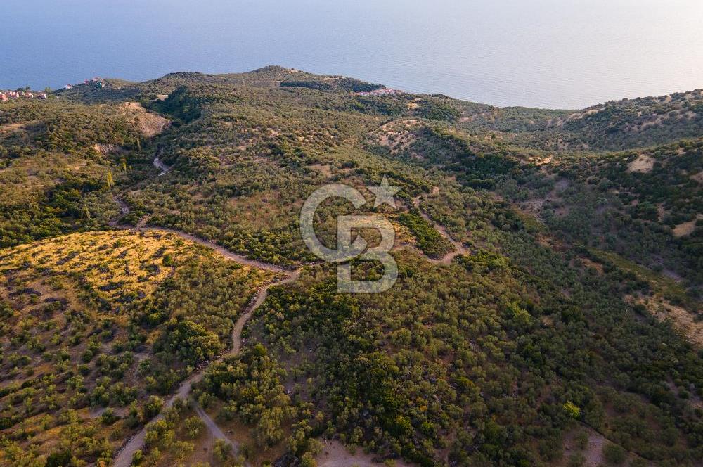 ÇANAKKALE AYVACIK BABAKALE DE SATILIK 900 m2 HOBİ BAHÇESİ