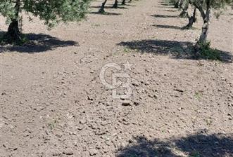 SATILIK VERİMLİ ZEYTİNLİK SÜLEYMANLI KÖYÜNE 500 METRE MESAFEDE