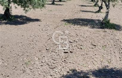 SATILIK VERİMLİ ZEYTİNLİK SÜLEYMANLI KÖYÜNE 500 METRE MESAFEDE