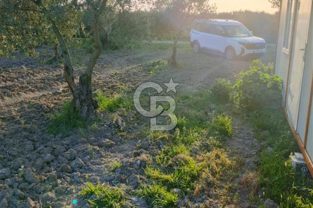 SATILIK VERİMLİ ZEYTİNLİK SÜLEYMANLI KÖYÜNE 500 METRE MESAFEDE