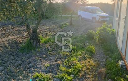 SATILIK VERİMLİ ZEYTİNLİK SÜLEYMANLI KÖYÜNE 500 METRE MESAFEDE