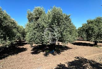 AKHİSAR MEDAR BÖLGESİNDE SATILIK ZEYTİNLİK