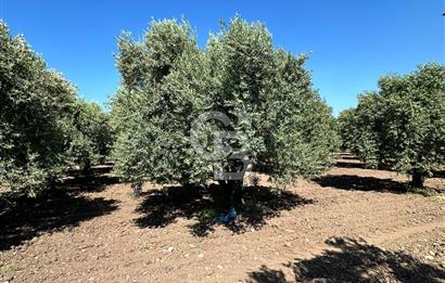 AKHİSAR MEDAR BÖLGESİNDE SATILIK ZEYTİNLİK