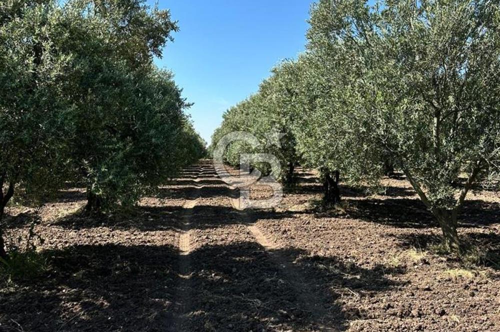 AKHİSAR MEDAR BÖLGESİNDE SATILIK ZEYTİNLİK