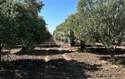 AKHİSAR MEDAR BÖLGESİNDE SATILIK ZEYTİNLİK