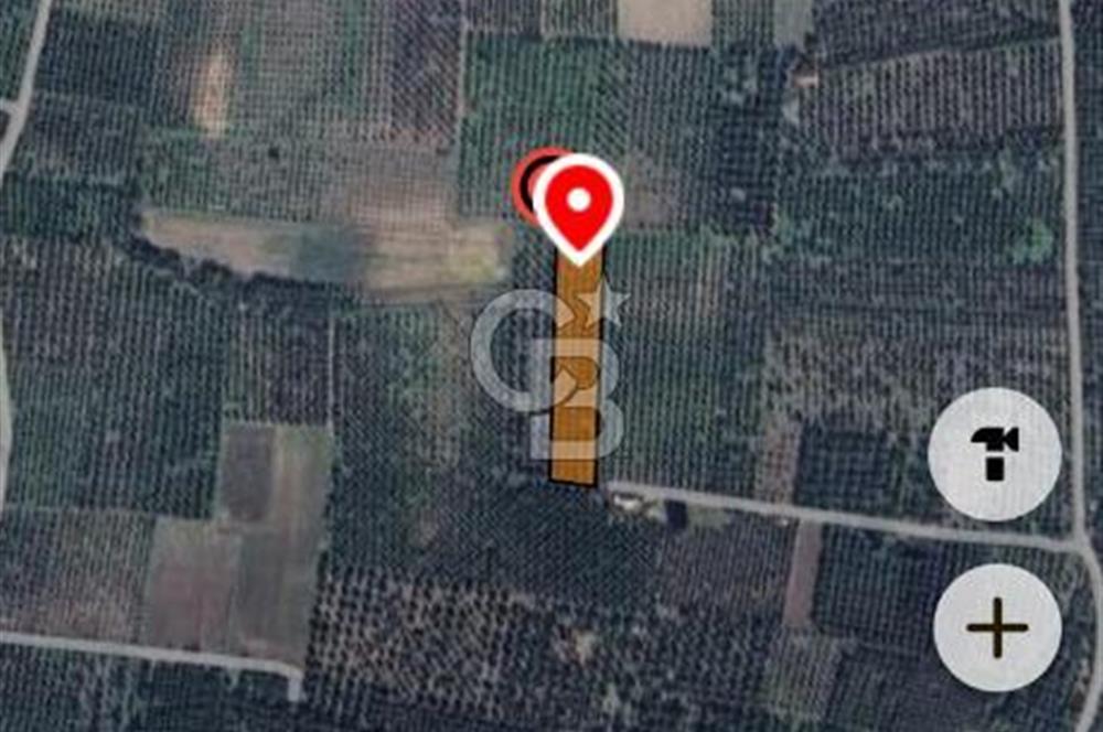 AKHİSAR MEDAR BÖLGESİNDE SATILIK ZEYTİNLİK