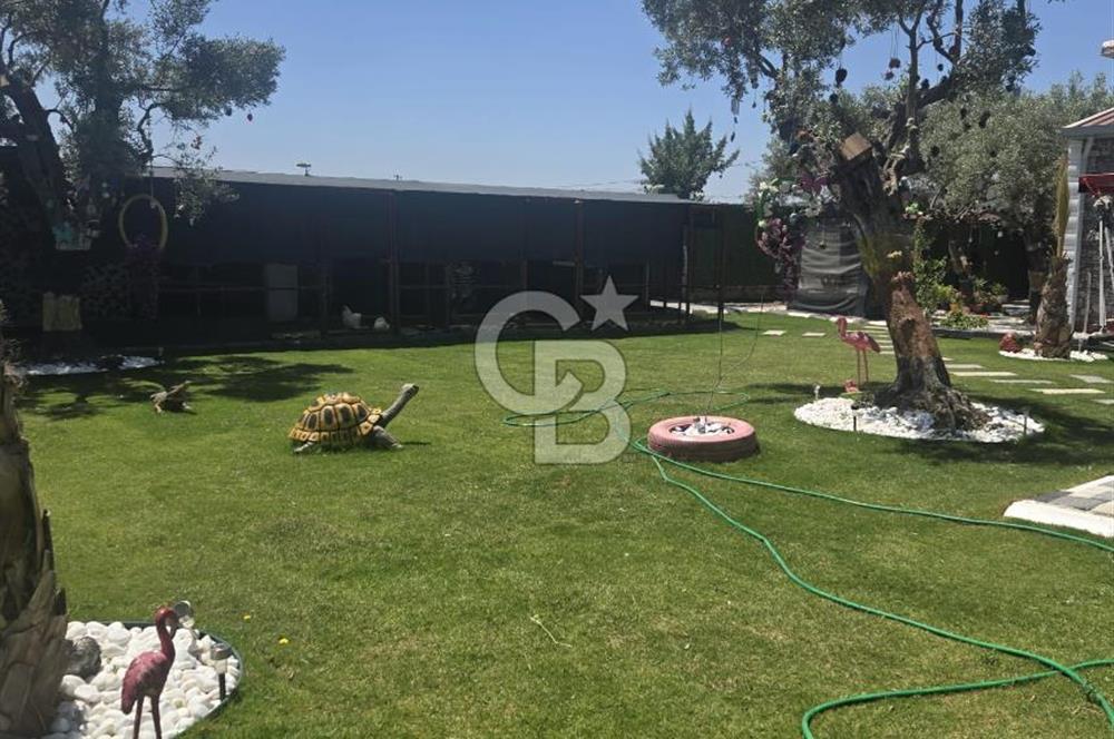 SATILIK TORBALI DAĞKIZILCA’DA İÇİNDE 1+1 EVİ BULUNAN  ZEYTİNLİ TARLA