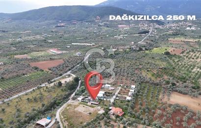 SATILIK TORBALI DAĞKIZILCA’DA İÇİNDE 1+1 EVİ BULUNAN  ZEYTİNLİ TARLA