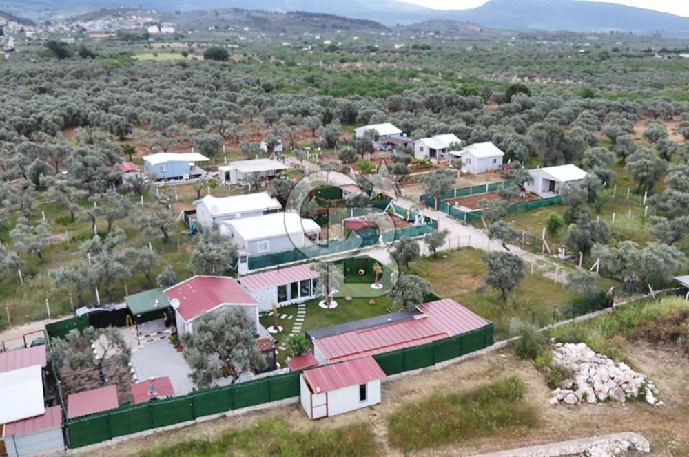 SATILIK TORBALI DAĞKIZILCA’DA İÇİNDE 1+1 EVİ BULUNAN  ZEYTİNLİ TARLA