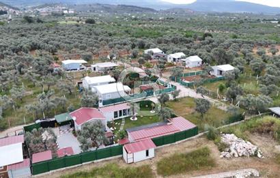 SATILIK TORBALI DAĞKIZILCA’DA İÇİNDE 1+1 EVİ BULUNAN  ZEYTİNLİ TARLA