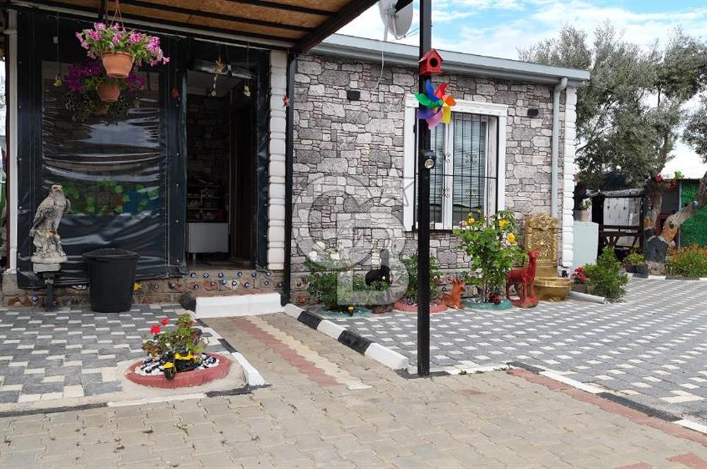 SATILIK TORBALI DAĞKIZILCA’DA İÇİNDE 1+1 EVİ BULUNAN  ZEYTİNLİ TARLA