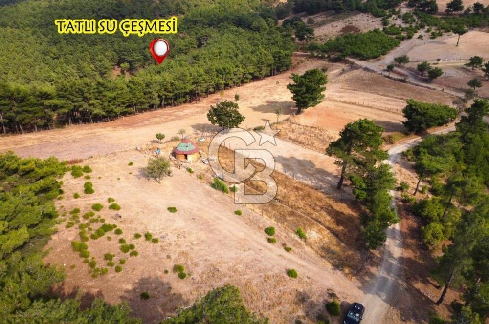 ALAKEÇİDE SATILIK ORMAN VE YOL CEPHELİ TARLA