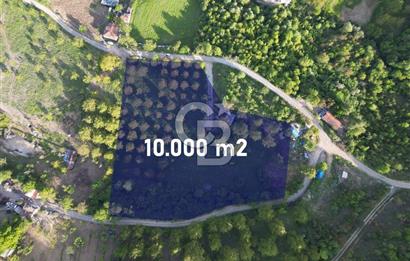 CB ENVOY'dan Gölcük Hamidiye'de Doğanın Kalbinde 10.000m2 Tarla