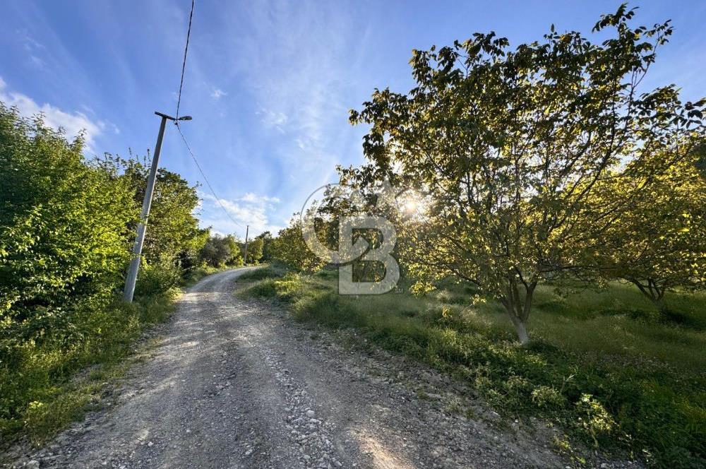CB ENVOY'dan Gölcük Hamidiye'de Doğanın Kalbinde 10.000m2 Tarla