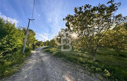 CB ENVOY'dan Gölcük Hamidiye'de Doğanın Kalbinde 10.000m2 Tarla