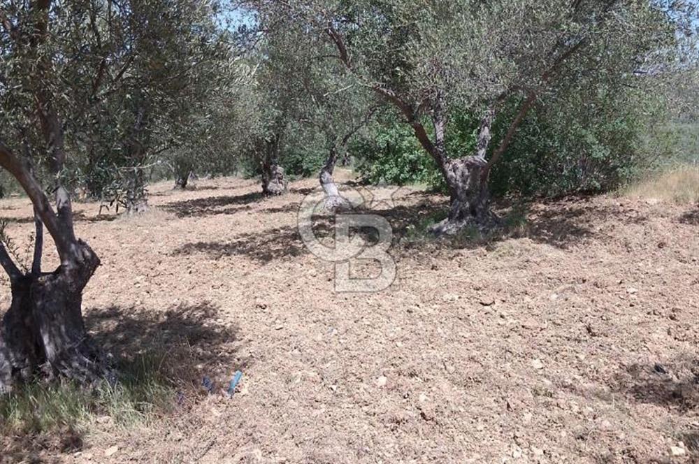 İzmir Bergama Bozköy’de Satılık Müstakil Zeytinlik