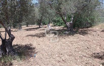İzmir Bergama Bozköy’de Satılık Müstakil Zeytinlik